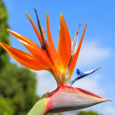 Dom Pedro Garajau فندق كانيكو