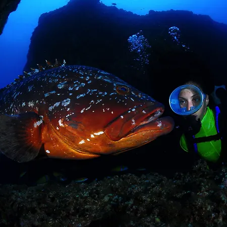 Dom Pedro Garajau Caniço