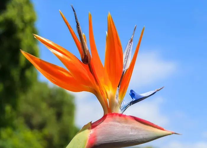 Dom Pedro Garajau Hotel Caniço